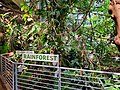 The rainforest at the California Academy of Sciences in San Francisco, CA