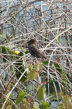 Red-winged Blackbird (Agelaius phoeniceus), Female