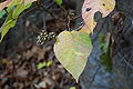 Jedovatec kořenující (Toxicodendron radicans) na podzim