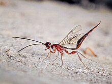 A Brazilian parasitoid wasp raising its ovipositor. Red monomachidae wasp from Brazil.jpg