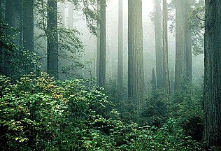 Sequoia sempervirens and Vaccinium ovatum in fog, in Redwood National Park, California