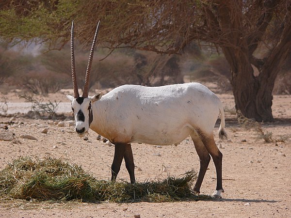 Arabian oryx were reintroduced to Oman and Israel in the 20th century.