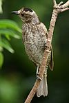 Regent Bowerbird female.jpg