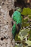 Resplendent Quetzal female.jpg