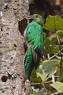 Resplendent quetzal Species of bird