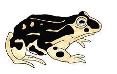 Description de l'image Rhinella atacamensis.jpg.