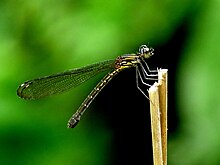 Kadavoor.jpg tomonidan rinocypha bisignata female