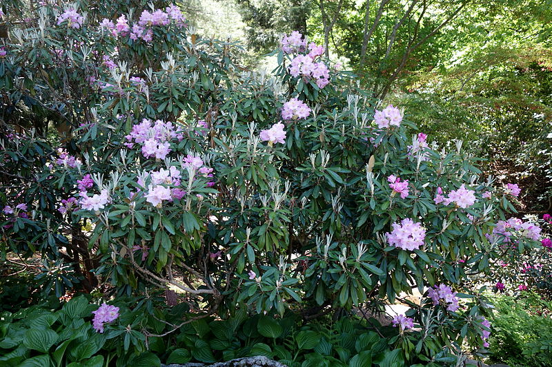 File:Rhododendron smirnowii - Arnold Arboretum - DSC06893.JPG