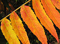 Rhus hirta typhina Mortkaute 02.jpg