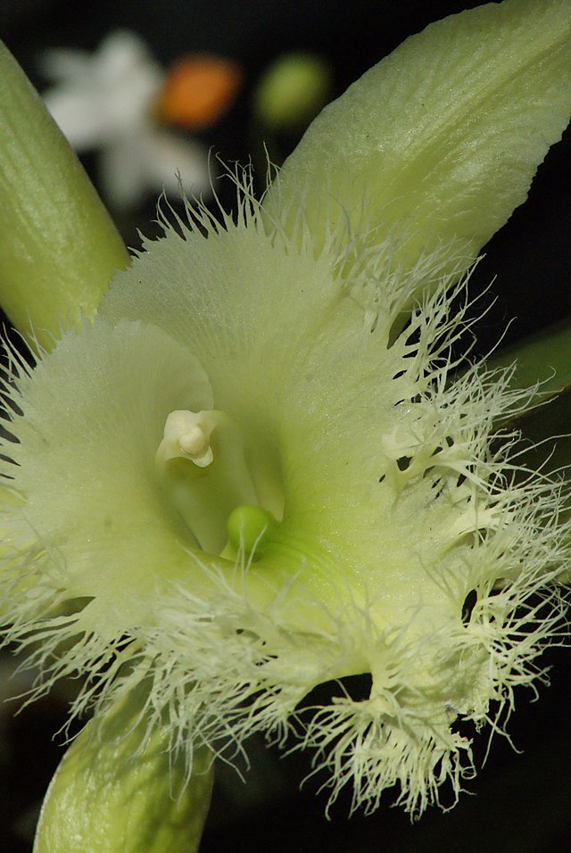 File:Rhyncholaelia digbyana - Flickr 003.jpg - Wikimedia Commons