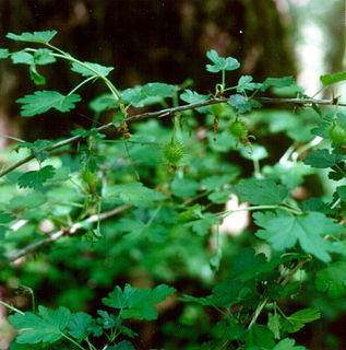 <i>Ribes echinellum</i> species of plant