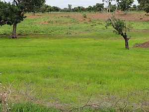 Agriculture Au Bénin: Production, Caractéristiques générales, Politique de développement agricole