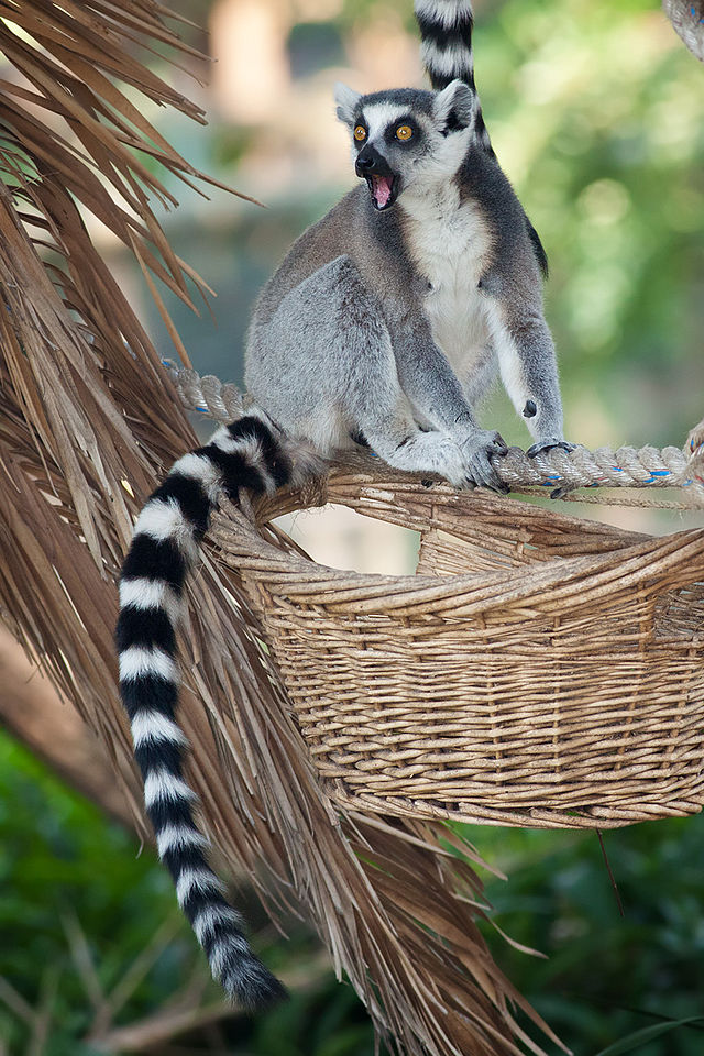 Ring-tailed lemur - Tierpark Hellabrunn