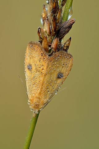Straw dot (Rivula sericealis)