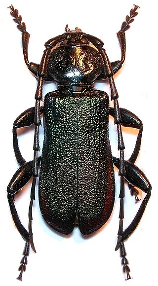 <i>Ropalopus insubricus</i> Rare species of longhorn beetle