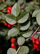 Rosa rubiginosa leaf (16).jpg