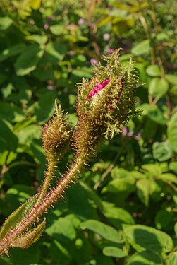 Bemooste Knospe von Rosa x centifolia 'Muscosa'