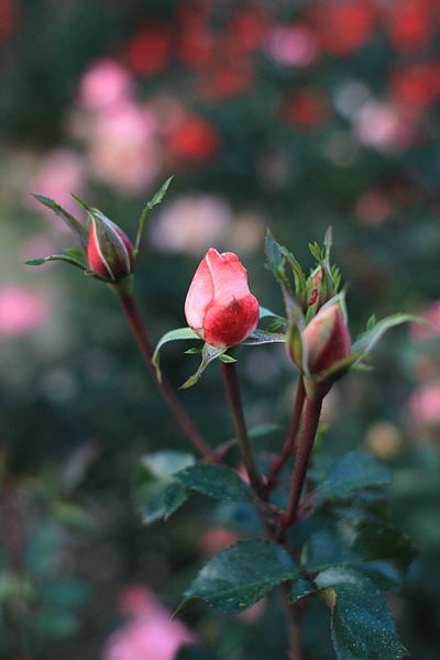 File:Rose, Jardins de France - Flickr - nekonomania (2).jpg