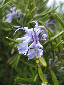Rosmarinus officinalis 'Tuscan Blue'1.jpg