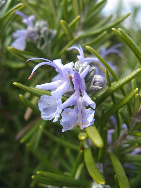 File:Rosmarinus officinalis 'Tuscan Blue'1.jpg