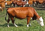 Kleurenfoto van een roodbonte koe met witte buik, poten en kop.  Ze heeft een ontwikkelde uier.