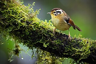<span class="mw-page-title-main">Rufous-winged fulvetta</span> Species of bird