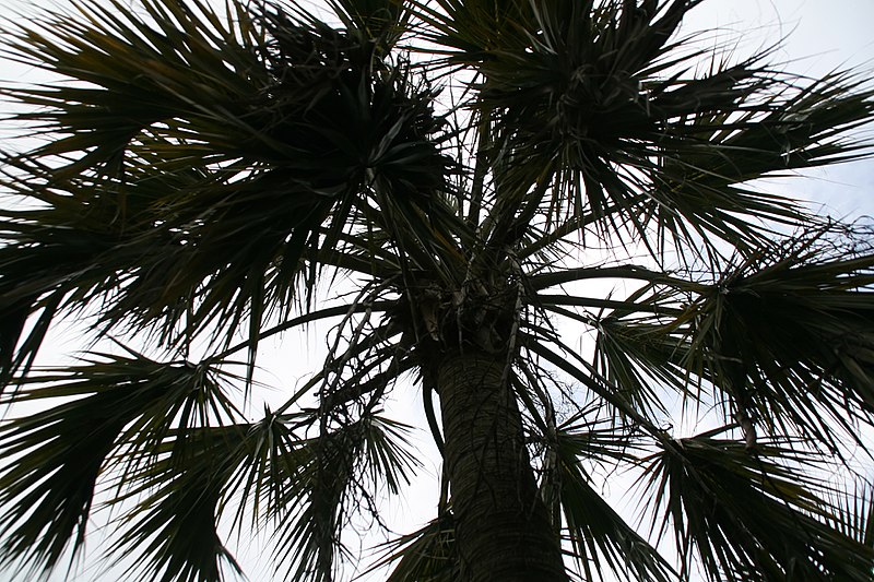 File:Sabal palmetto 25zz.jpg