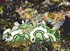 A cephalaspid sea slug off the coast of Réunion