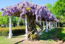 Sallie Kate Winters Park in full bloom