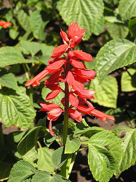 File:Salvia splendens in Sedovo.jpg