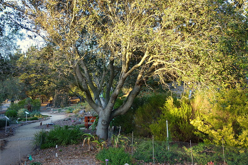 File:San Luis Obispo Botanical Garden - San Luis Obispo, CA - DSC06116.JPG