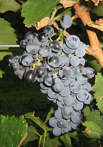 Saperavi grape