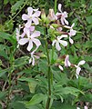 Мыльнянка лекарственная (Saponaria officinalis)