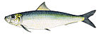 Evropalik pilchard