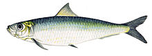 Sardina pilchardus