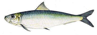 ปลาซาร์ดีนยุโรป (Sardina pilchardus)