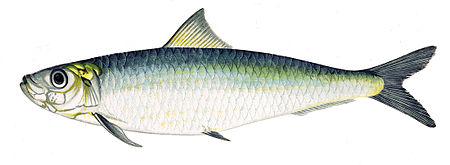 ไฟล์:Sardina_pilchardus_Gervais.jpg