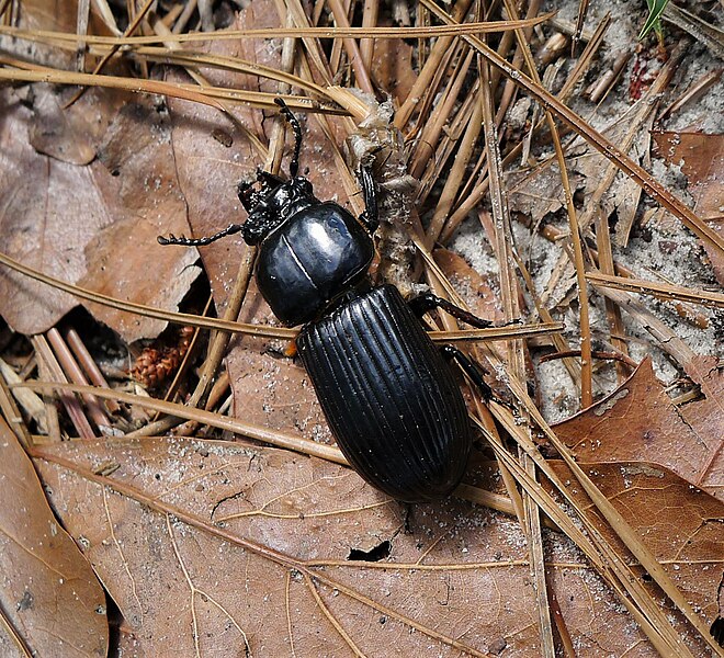 File:Scarabaeoidea, Passalidae. Horned Passalus (Odontotaenius disjunctus) Bess Beetle (38390093962).jpg