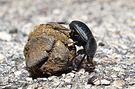 Scarabaeus sp. rodando una bola de excrementos.