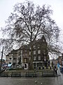 Схарбек - Place Pogge - Обычный платан tree.jpg