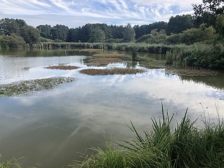 Schafbrühlweiher Wald 02