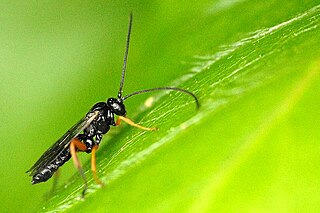 <i>Schizopyga</i> Genus of wasps