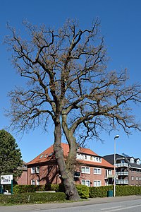 Schleswig-Holstein, Pinneberg, Naturdenkmal 03-30 NIK 2547.JPG