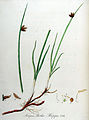 Scirpus rothii — Flora Batava — Volume v10.jpg