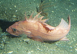 <i>Sebastes levis</i> Species of fish