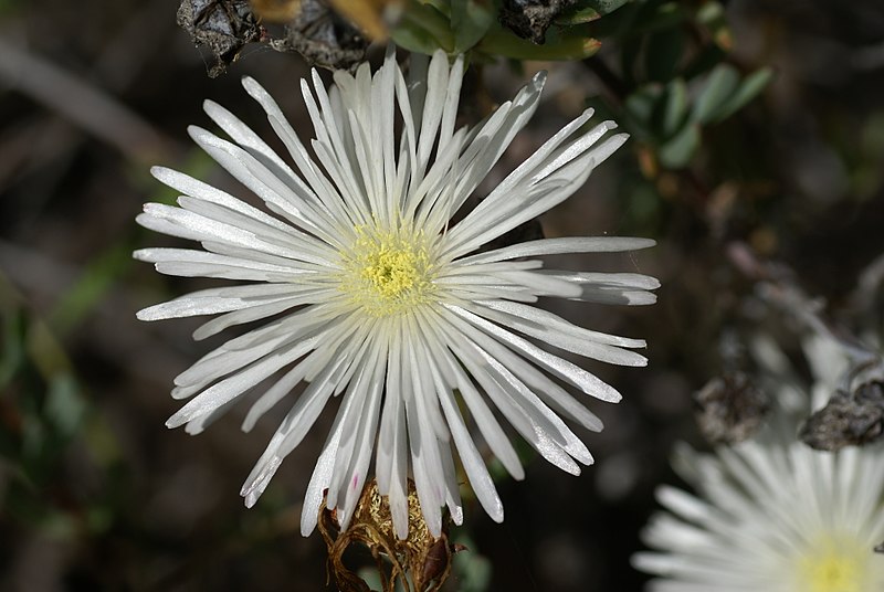 File:Sedum rubrotinctum 02.jpg