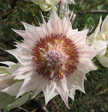 Seldsaamste proteas