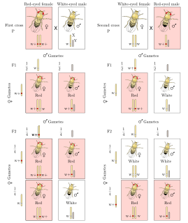 Sex linkage Sex-specific patterns of inheritance and presentation when a gene mutation is present on a sex chromosome