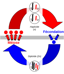 Sexual cycle-fr.svg