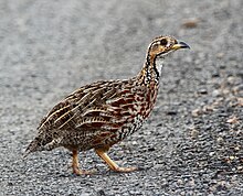 In Ithala Game Reserve Shelley's Francolin.jpg